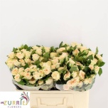 Kobarroos 50cm Sancerre