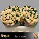 Kobarroos 50cm Sancerre