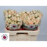 Kobarroos 60cm Sancerre