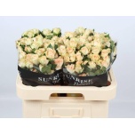 Kobarroos 60cm Sancerre