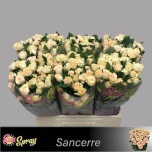 Kobarroos 60cm Sancerre