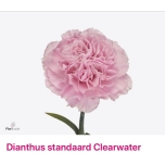 Dianthus Nelk CLEARWATER (CO)*20