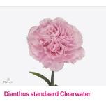 Dianthus Nelk ST CLEARWATER (CO)*20