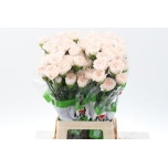 Dianthus Nelk BRUT (CO)*20