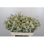 Chamelaucium Sidrunmürt Dancing Queen White 70cm