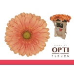 Gerbera MINI Cava*20
