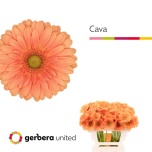Gerbera MINI Cava*20