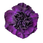 Dianthus Nelk ST Florigene Moonvista*20