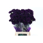 Dianthus Nelk ST Florigene Moonvista*20