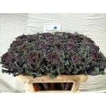 Brassica Kapsas Black Angel 70cm