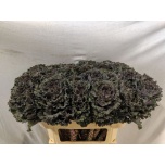 Brassica Kapsas Black Angel 70cm