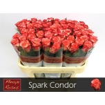 Roos 70cm Spark Condor