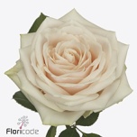 Roos 40cm Dorchester