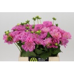 Dahlia Daalia Pink Pop 40cm