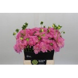 Dahlia Daalia Pink Pop 45cm