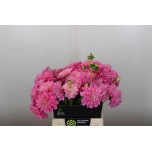 Dahlia Daalia Pink Pop 45cm