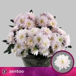 Chrysanthemum Krüsanteem SP Pastela Rose*5