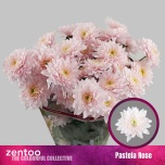 Chrysanthemum Krüsanteem SP Pastela Rose*5