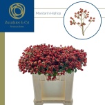 Rosa Kibuvits Mandarin Hiphop 40cm