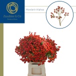 Rosa Kibuvits Mandarin Hiphop 60cm