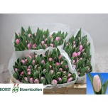 Tulp si Pink Marble