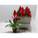 Vriesea twinkle 10,5cm
