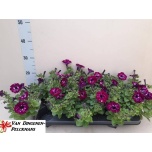 Petunia Petuunia royal sky 10,5cm