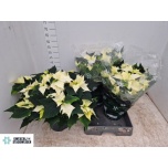 Euphorbia pulch Jõulutäht alaska 22cm