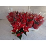 Euphorbia pulch Jõulutäht superba new glitter 11cm