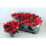 Euphorbia pulch Jõulutäht superba new glitter 12cm