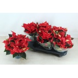 Euphorbia pulch Jõulutäht superba new glitter 12cm