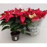Euphorbia pulcherrima Superba New Glitter 13cm