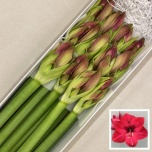 Hippeastrum Cassis