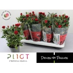 Rosa Potiroos scarlet mercedes kordana 14cm