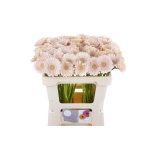 Gerbera MINI Alix-Noor*20