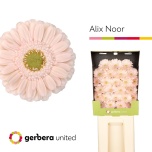 Gerbera MINI Diamond Alix-Noor*25