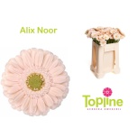 Gerbera MINI Diamond Alix-Noor*25