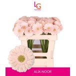 Gerbera MINI Alix-Noor*20