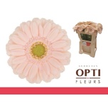 Gerbera MINI Alix-Noor*20