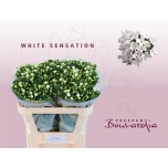 Bouvardia Buvardia White Sensation 70cm
