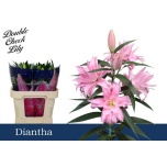 Lilium Liilia OR DU Diantha