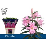 Lilium Liilia OR DU Diantha 90cm
