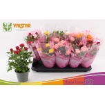 Rosa Potiroos Lotz of mix 5 colours 12cm