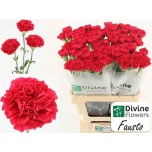 Dianthus Nelk ST Fausto*20
