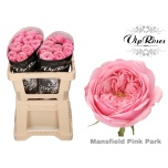 Roos 50cm Mansfield Pink Park