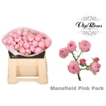 Kobarroos 40cm Mansfield Pink Park