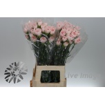 Dianthus Nelk ST Hanoi*20