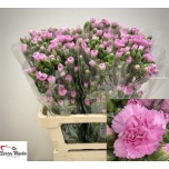 Dianthus Nelk SP Nenufar*10