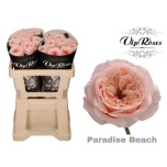 Roos 50cm Paradise Beach