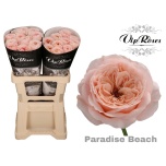 Roos 60cm Paradise Beach